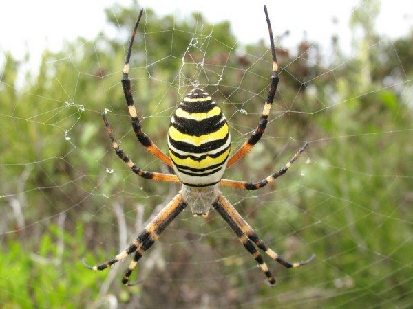 Argiope