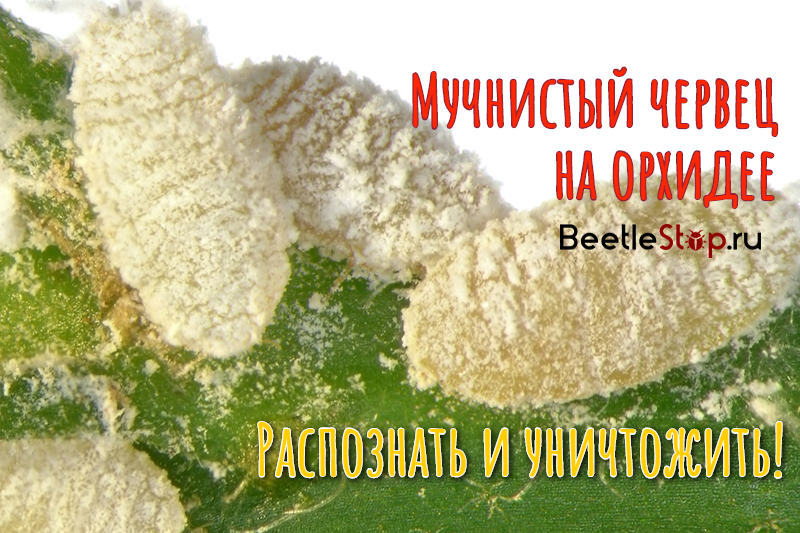 Како да бисте добили ослободити од трбушњака на орхидеји