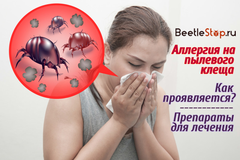 Alikabok mite allergy