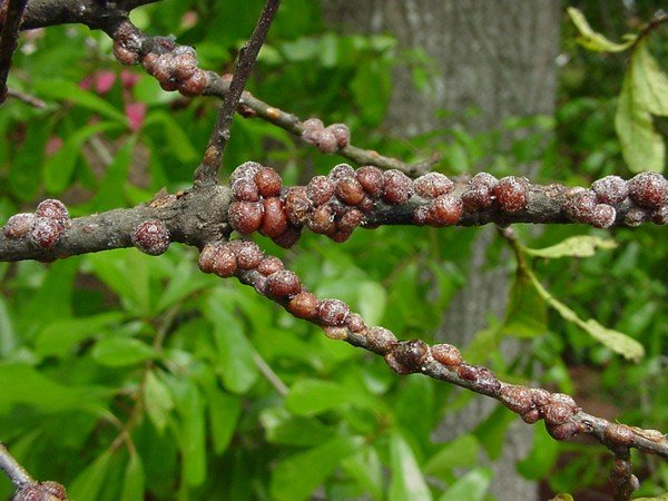 Escudo falso de acacia