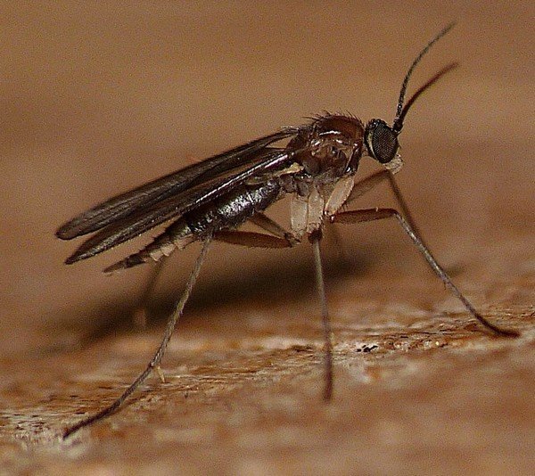 Malicious midge