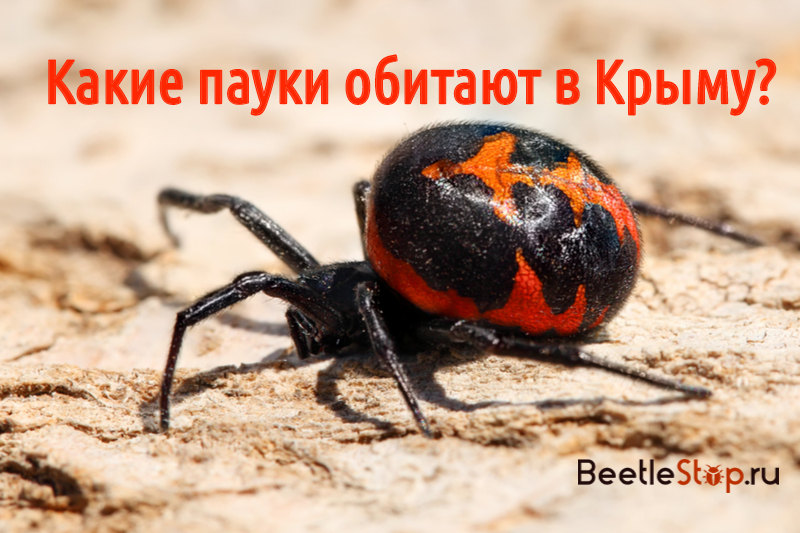 Crimea spiders