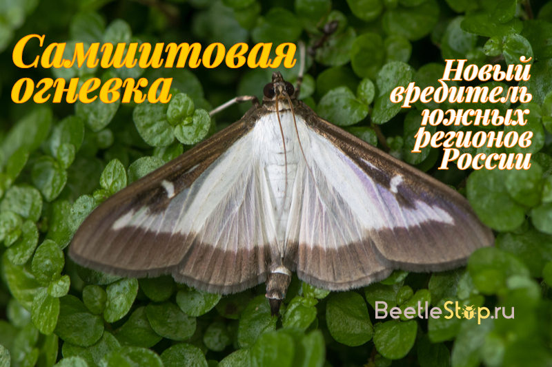 Photo of boxwood moth