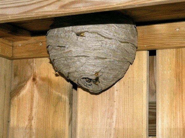 Wasp nest