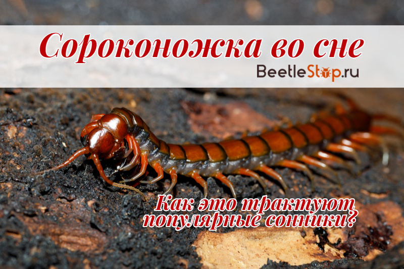 Millipede