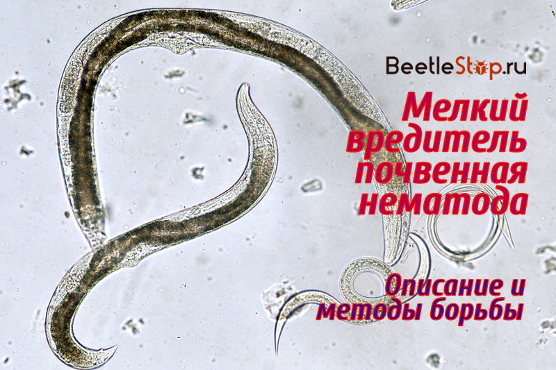 Nematode pod mikroskopem