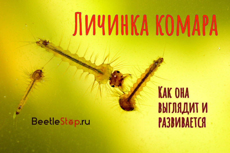 Larva di zanzara