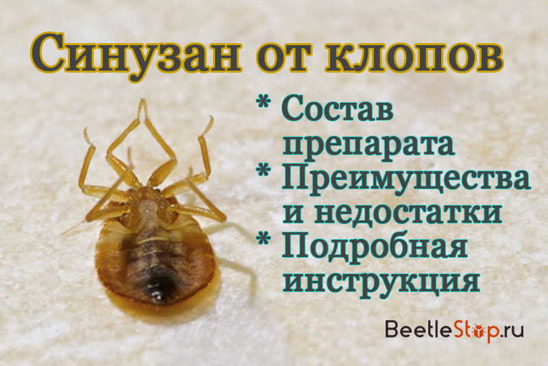 Sinusan จาก bedbugs