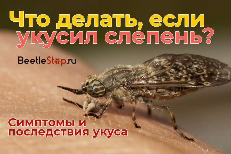 Horsefly