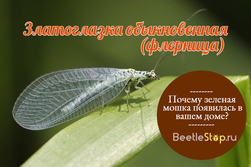 الأخضر midge