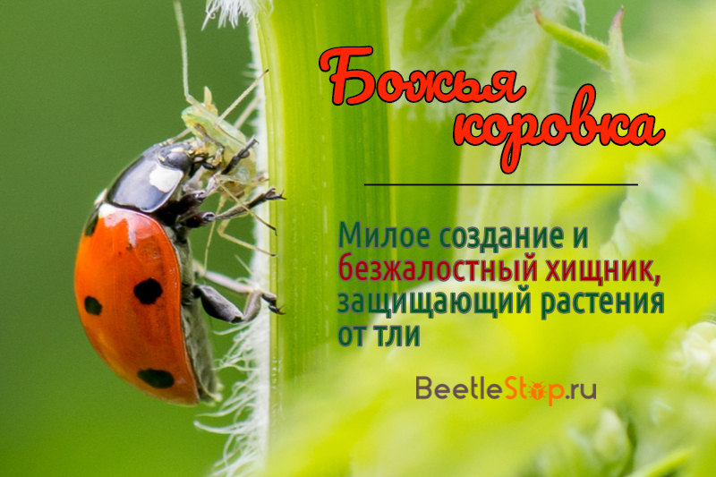 Ladybug και αφίδες