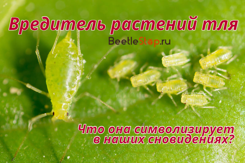 Aphid