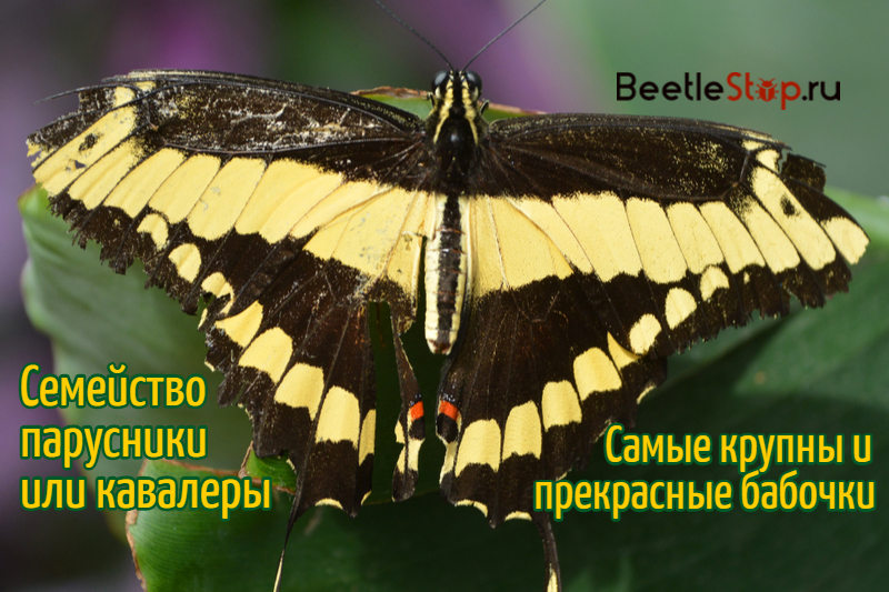 żaglówka motyl