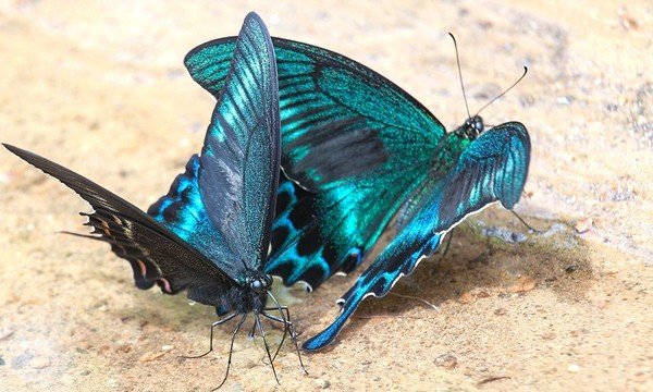 Piękne żaglówki Maak Butterfly