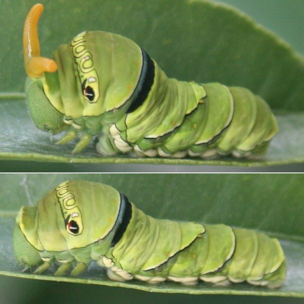 Caterpillar dengan tanduk