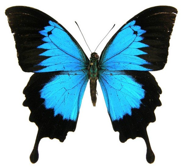 Butterfly with blue wings