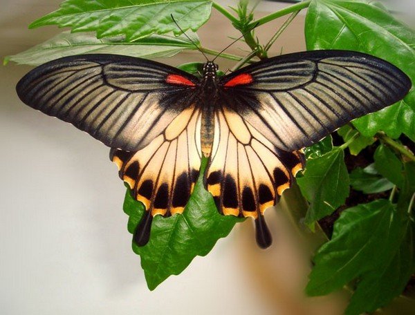 Captura de veleiro borboleta