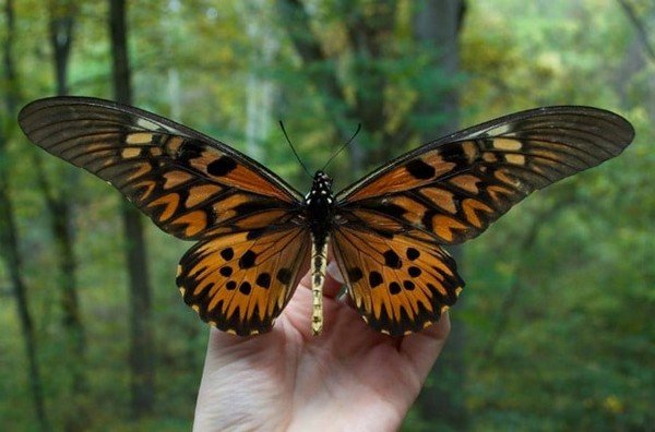 Borboleta gigante