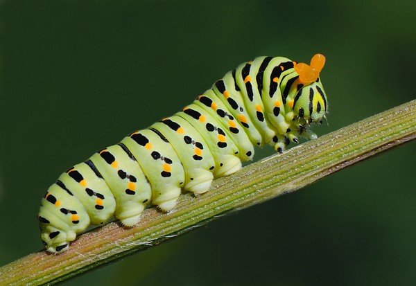 Plachetnice Butterfly Caterpillar