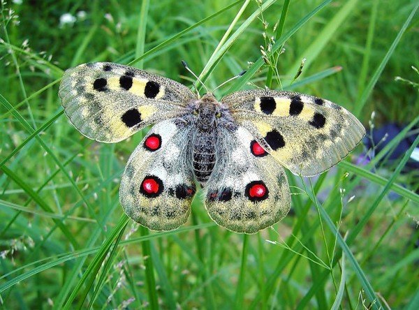 Uma borboleta rara do gênero Parnassius