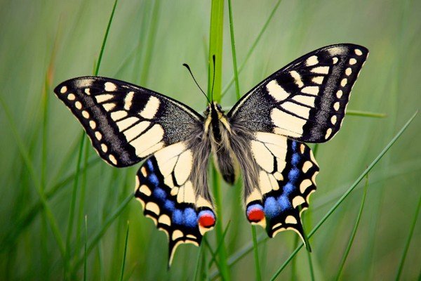 Papiliomachaon ou rabo de andorinha rabo de andorinha