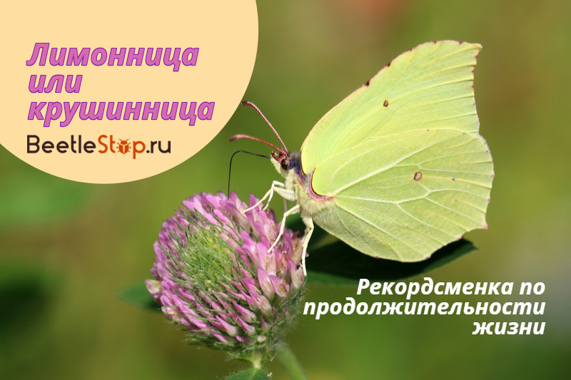 Gonepteryx rhamni