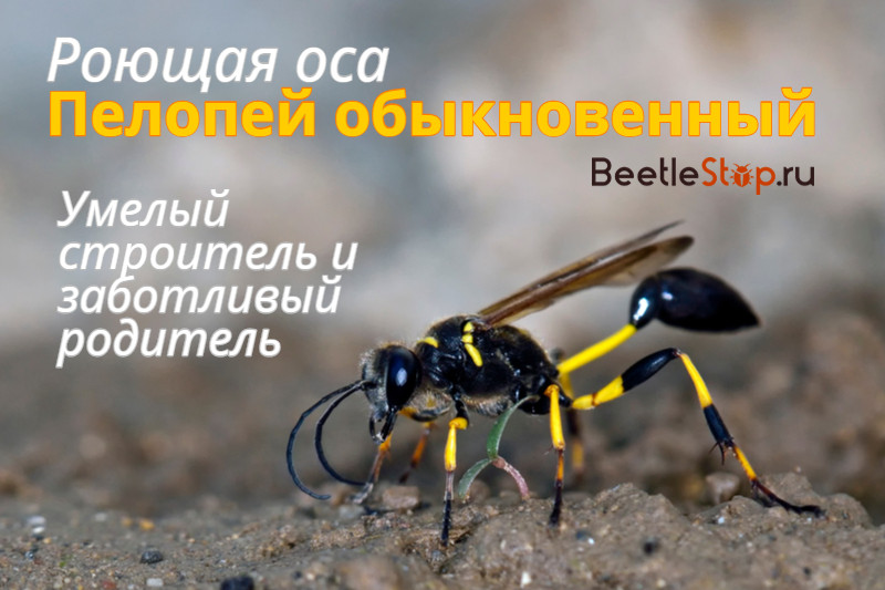 Pelopei bulgaris