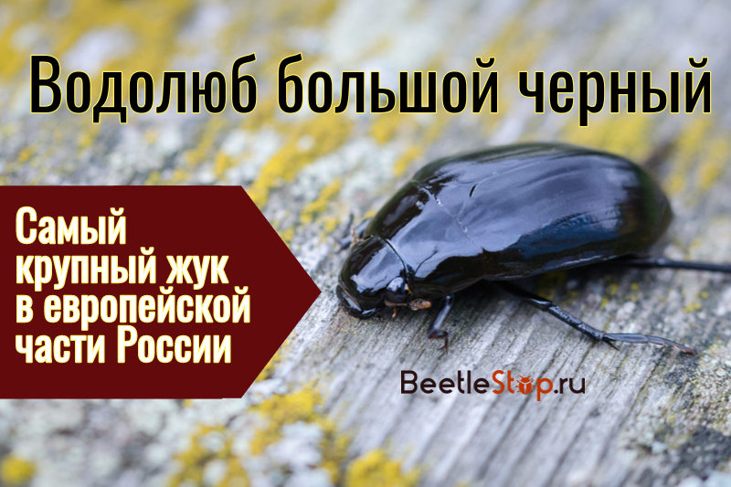 Large water-lover: how does the largest beetle live