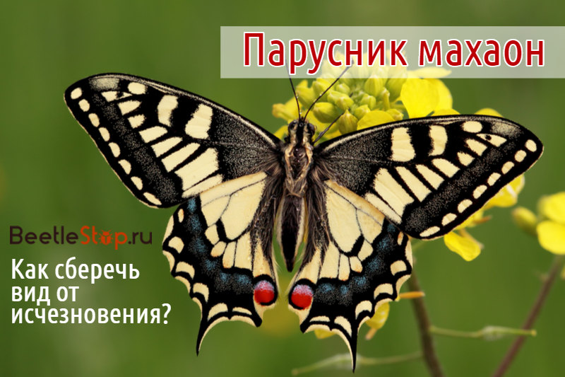 Papillon machaon