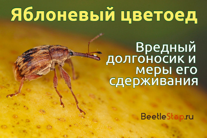 Imago obuolių žiedas