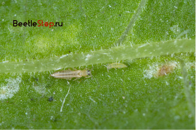 bulaklak thrips