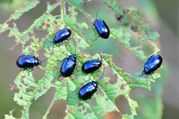 Bug-urile au mâncat o frunză