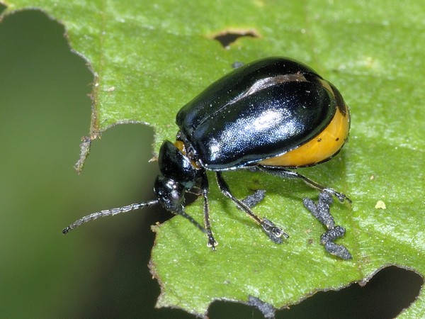 The female is preparing to lay eggs