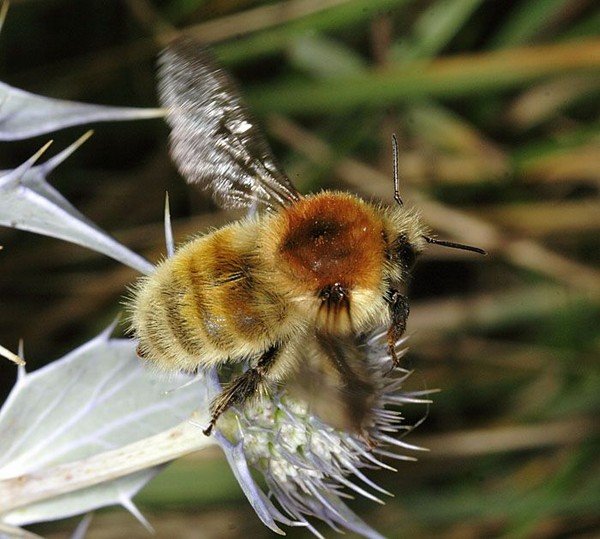 Bumblebee di tempat kerja