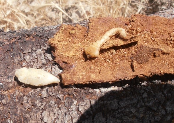 Stades de développement des insectes