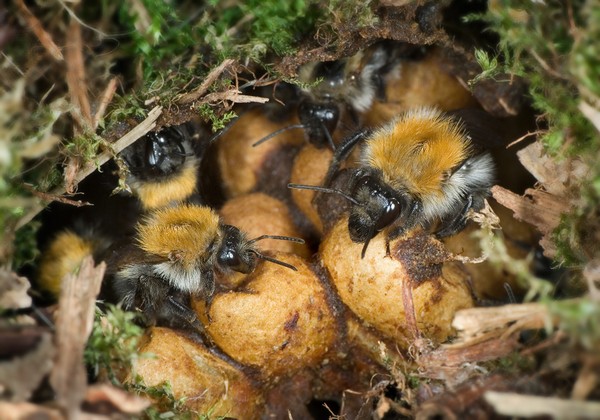 Bumblebee house