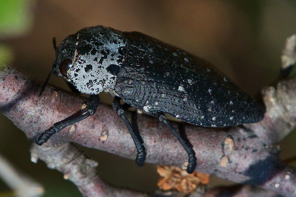 These bugs damage trees