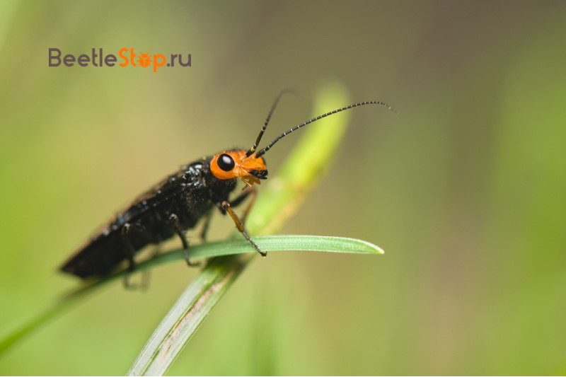 sawfly weaver berkepala merah