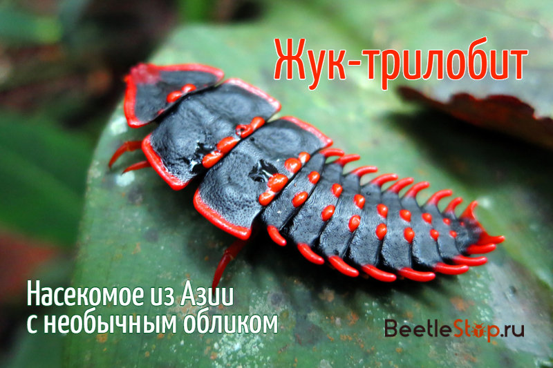 Trilobite beetle