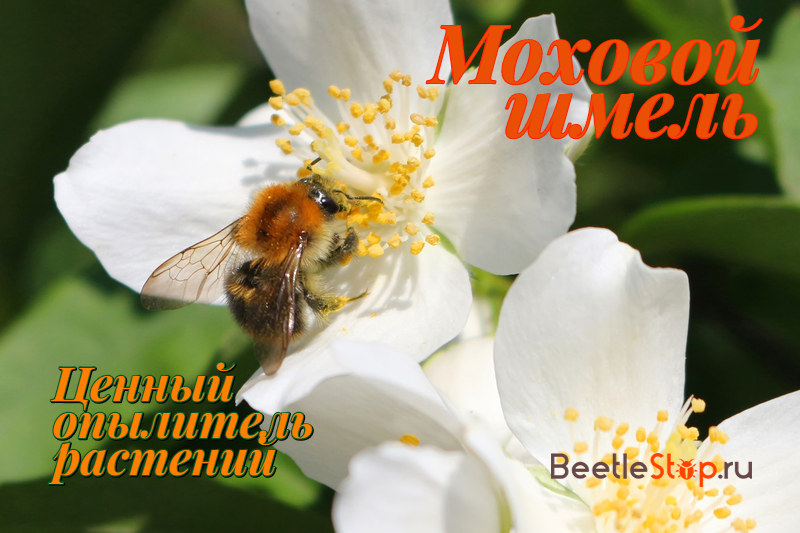 Mos Hommel