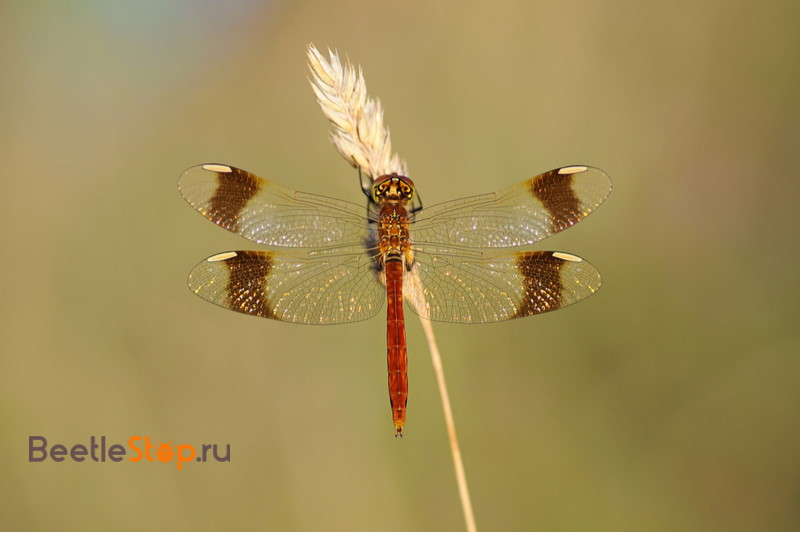 libellula fasciata