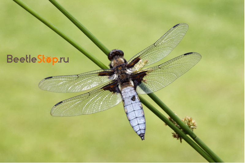 libellula piatta