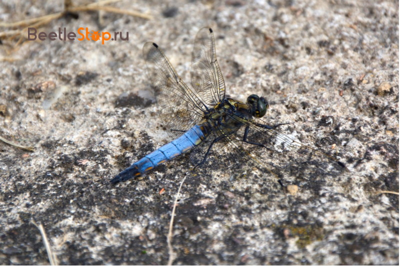 Trellis dragonfly