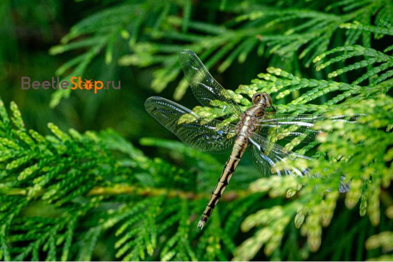 trellis dragonfly