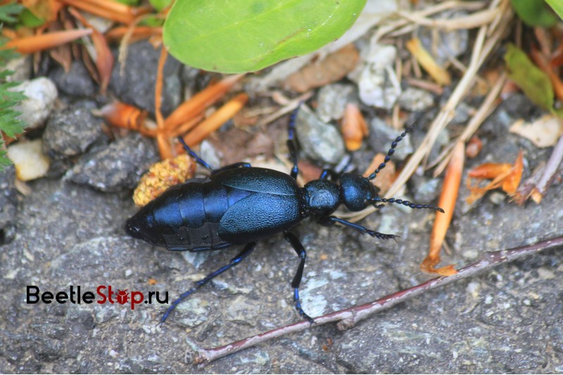 Mike's beetle purple