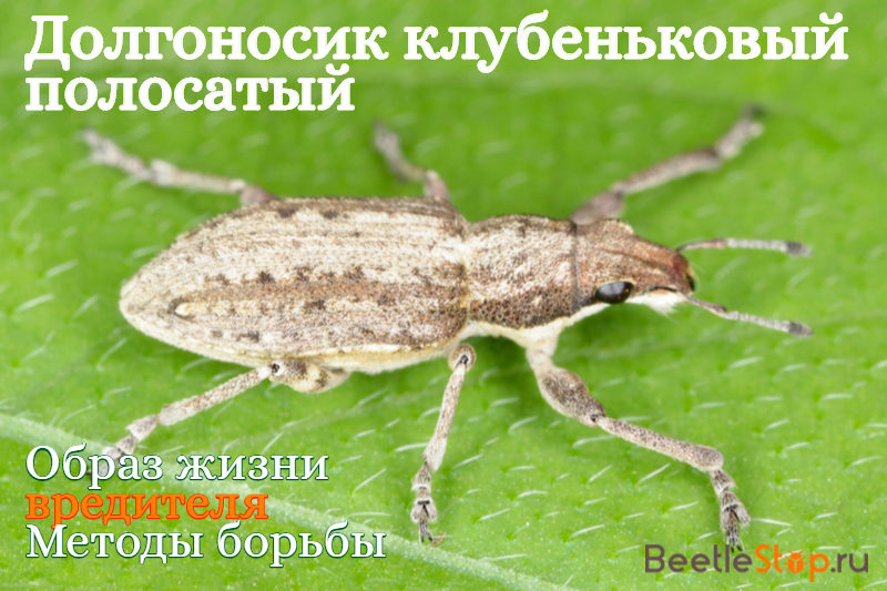 Weevil nodülü çizgili