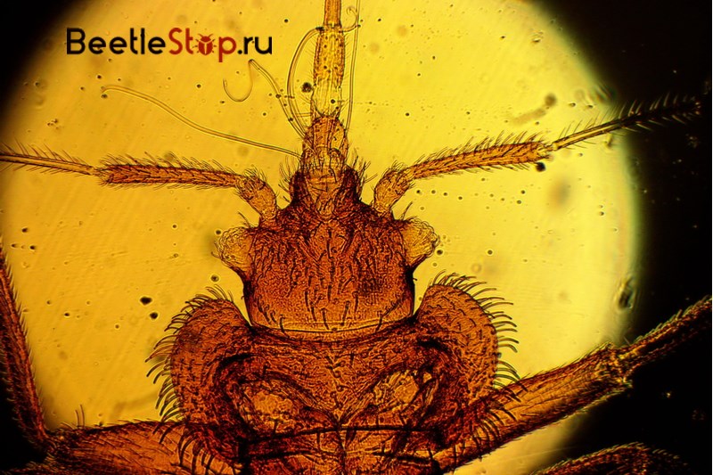 L'estructura de l'aparell de cosir-xuclar