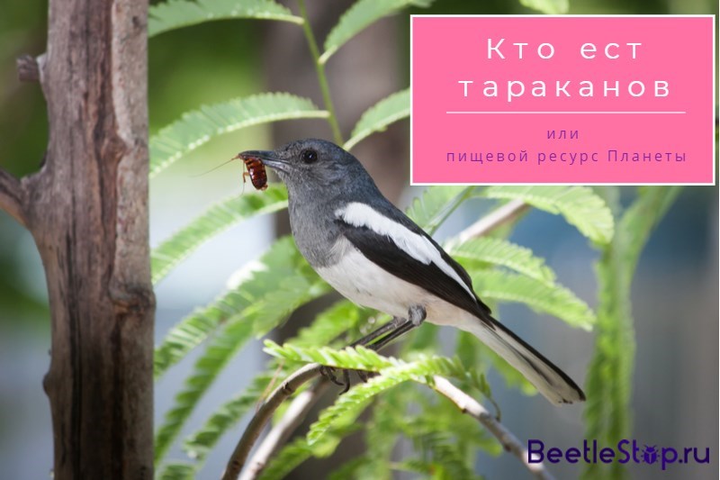 ко једе жохаре?